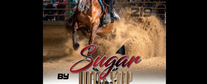 SUGAR LITTLE STEP – First foal crop doing good in the show arena!