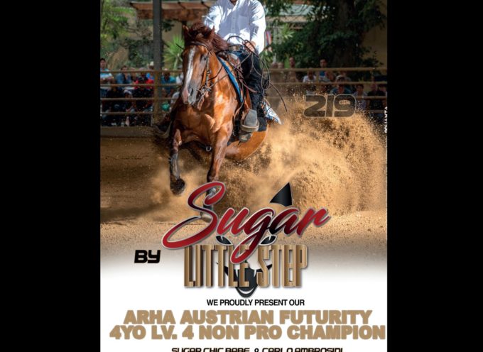 SUGAR LITTLE STEP – First foal crop doing good in the show arena!